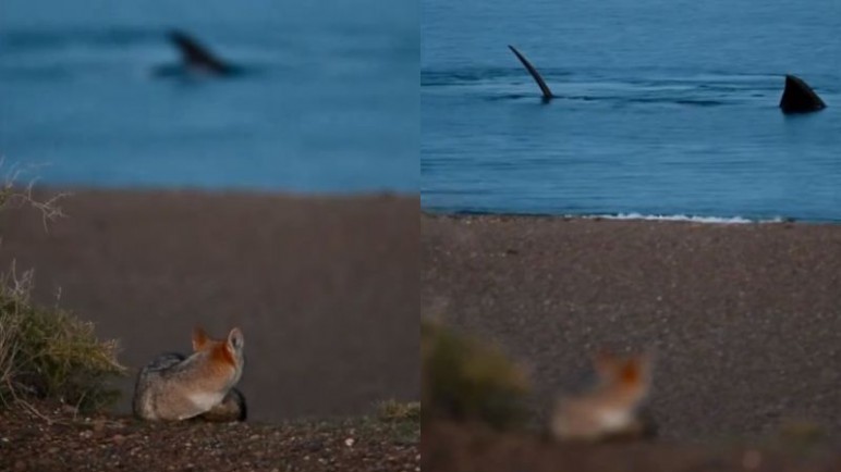 Patagonia en su máxima expresión: el increíble vídeo de un zorro mirando las ballenas en El Doradillo